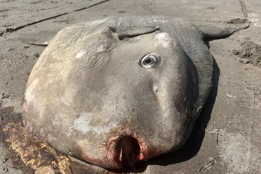 Large dead fish on sand with mouth open