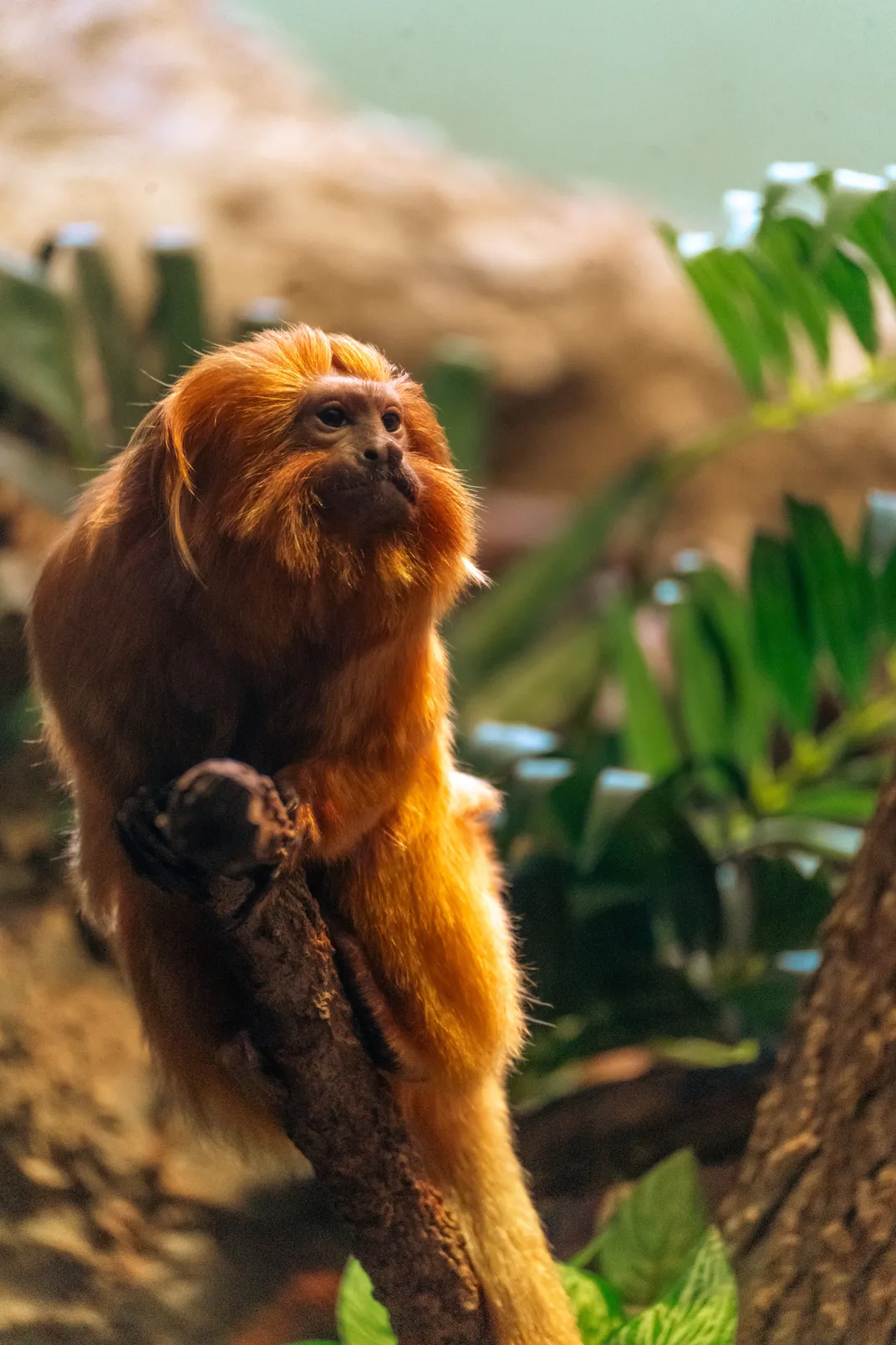 Gold lion tamarin