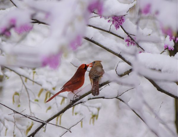 cardinals kissing in snowy flowering redbud thumbnail