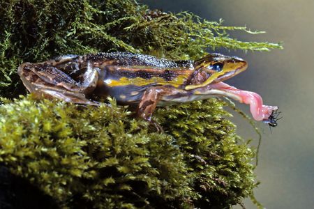 Gotcha! A frog's tongue can be five times faster than the blink of a human eye.