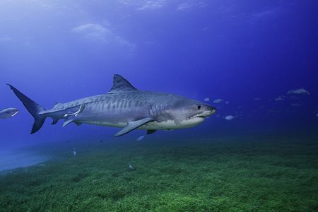 A tiger shark swims above seagrass.
