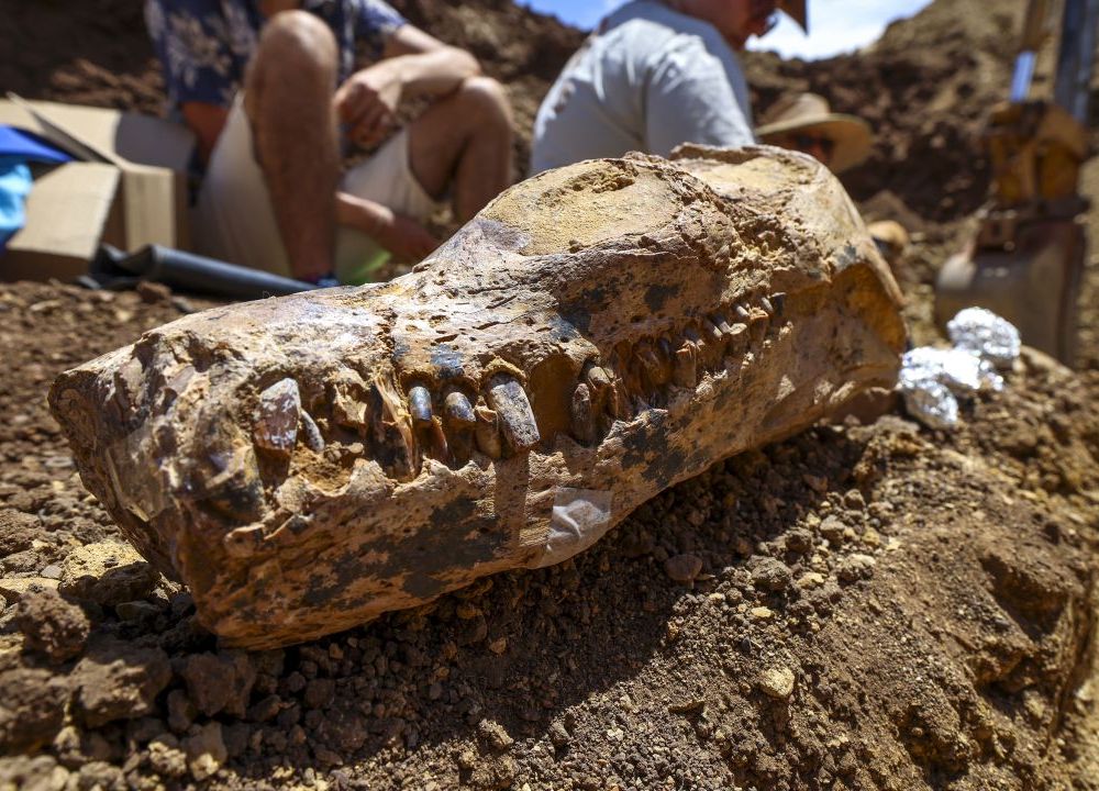 The skull of an elasmosaur