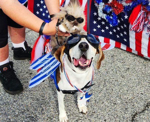 Veterans Day Parade Pets thumbnail