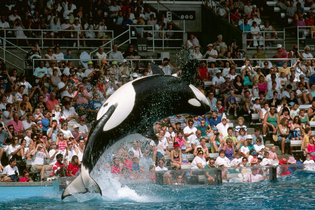 shamu show