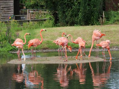 Flamingos mingle in a small group at the Wildfowl & Wetlands Trust at Slimbridge in England.