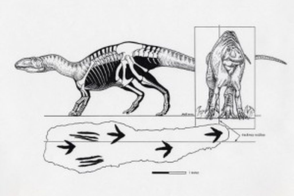 20110520083120large-theropod-manus-strike-skrepnick-300x208.jpg