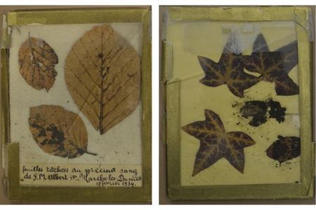 The leaves stained with Albert I's blood