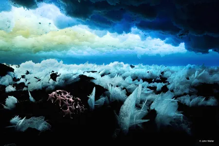 View from under the sea ice of the Ross Sea, Antarctica.