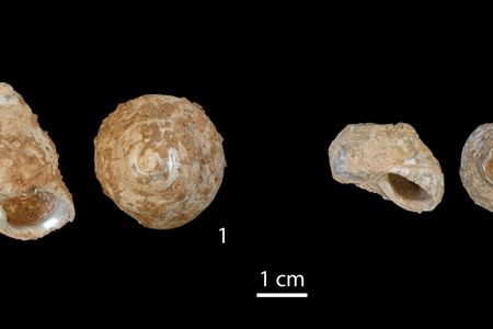 Snail shells found in Lebanon indicate humans were using modern tools before they reached Europe