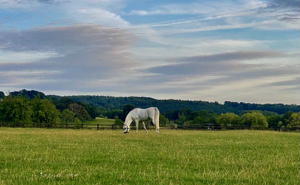 Horse in a pasture in Cotswolds thumbnail