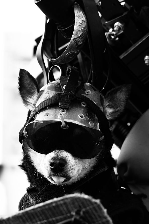 Dog goes for bike ride through Balboa Park thumbnail