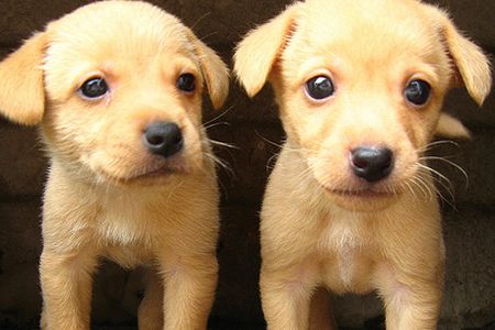 Research says dogs have learned to behave like children.