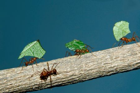 Ingenious leafcutter ants have developed a successful symbiotic relationship with the fungi they farm. New genetic analysis helps pinpoint when, and why.