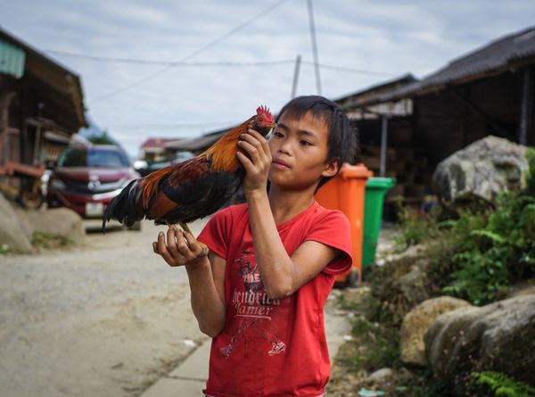 The Boy with a Rooster thumbnail