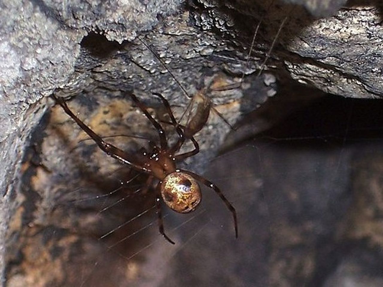 These Are the World's Most Dangerous Spiders - Newsweek, image size:1280x960