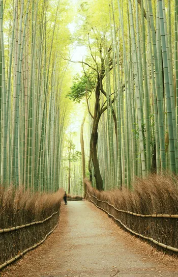 Tailor-Made Journeys - a softly lit view of a verdant bamboo forest with a neatly cleared path running straight through it.