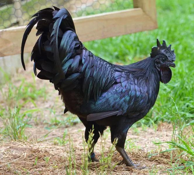 These Chickens Have Jet Black Hearts, Beaks and Bones
