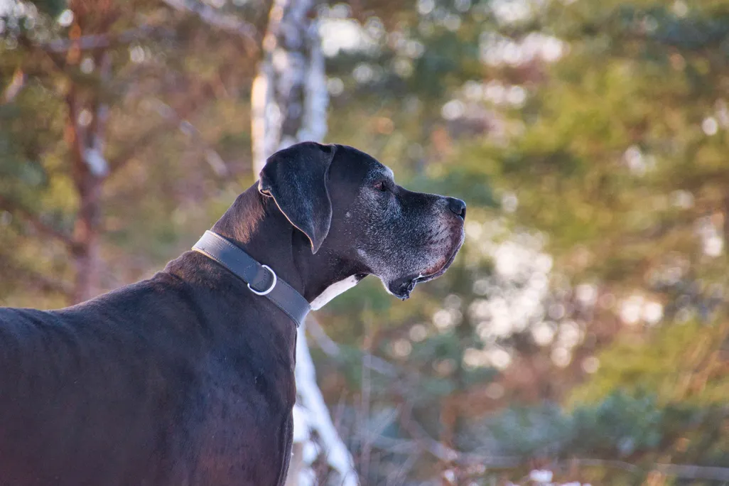 A large Great Dane viewed in profile