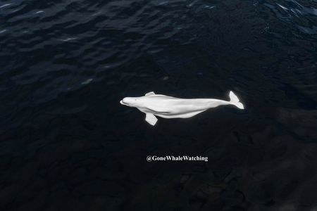 This beluga whale was spotted off the coast of San Diego, California in late June. The sighting was the farthest south the normally polar species has ever been seen.