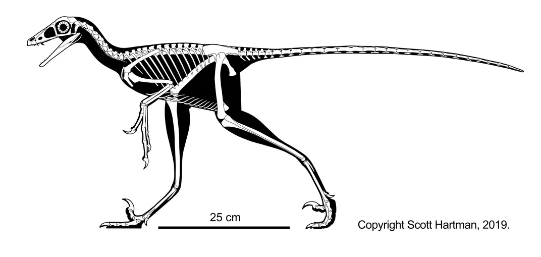 Skeletal Reconstruction