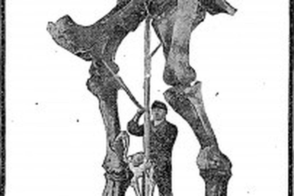 20110520083220tyrannosaurus-mount-202x300.jpg