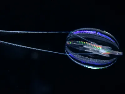 Hormiphora californensis, also called the California sea gooseberry, is a comb jelly common in California coastal waters.