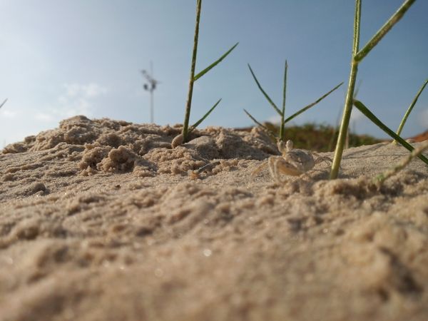 The crab in the sand thumbnail