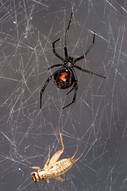 black widow spiders