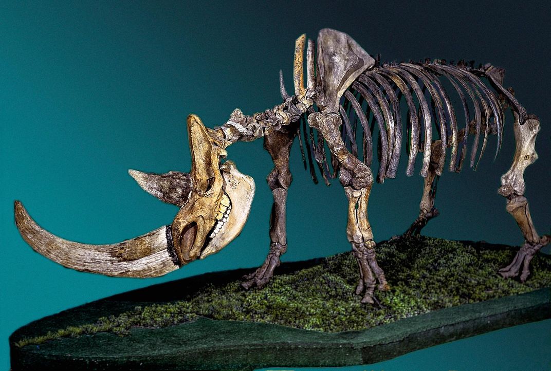 woolly rhinoceros skeleton