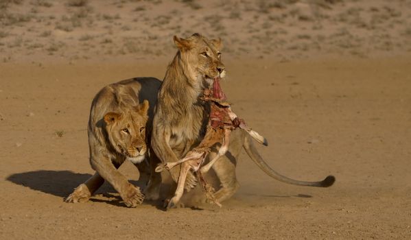 Lion males my meal thumbnail