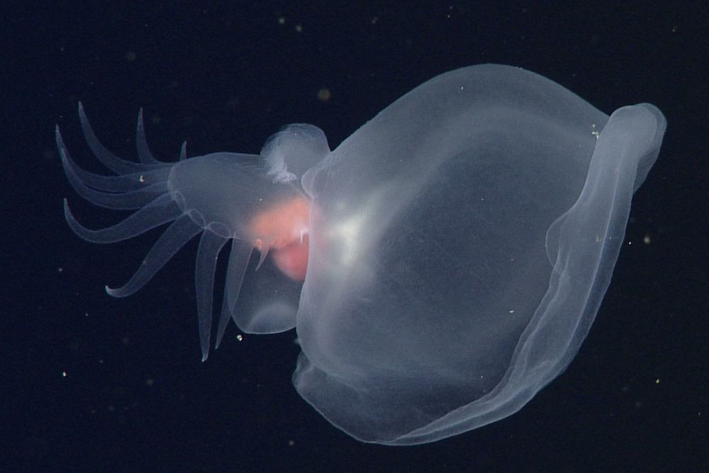 Floating transparent creature against a black backdrop