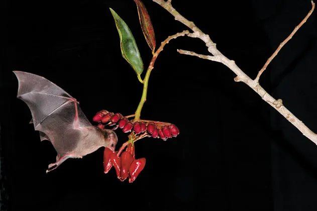 pollinating bats