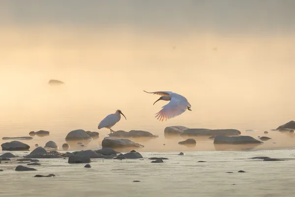 Crested Ibis in the morning 1 thumbnail