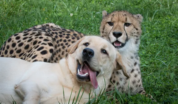 A Cheetah and a Cub play together