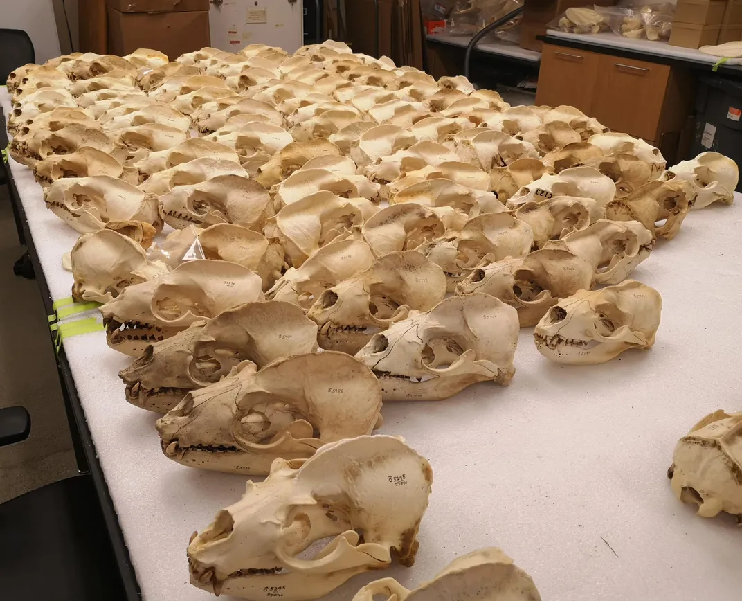Table full of California sea lion skulls