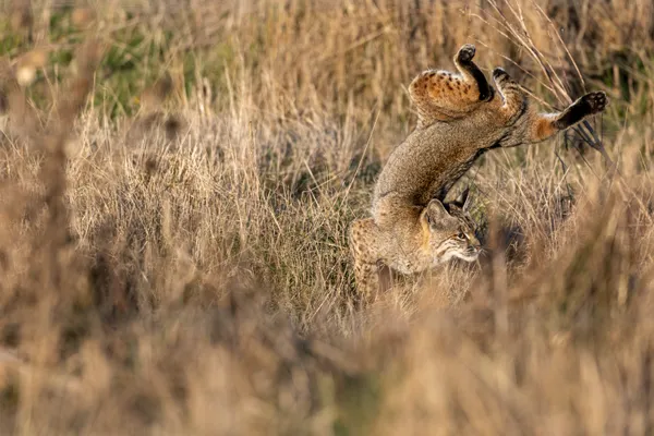 Bobcat Acrobat thumbnail
