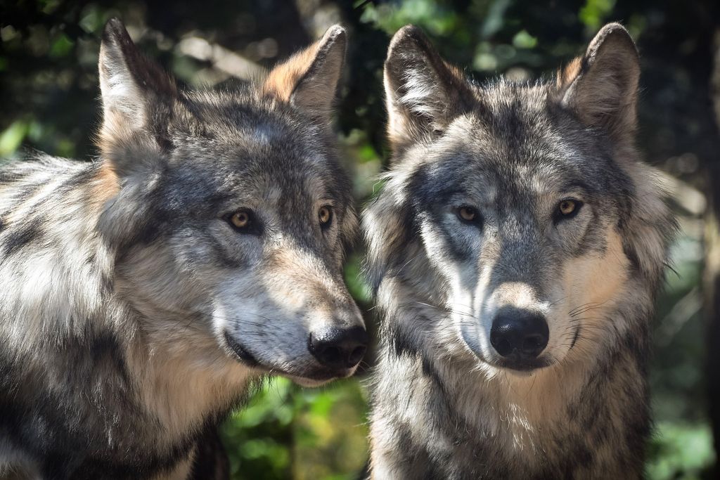 Wolves