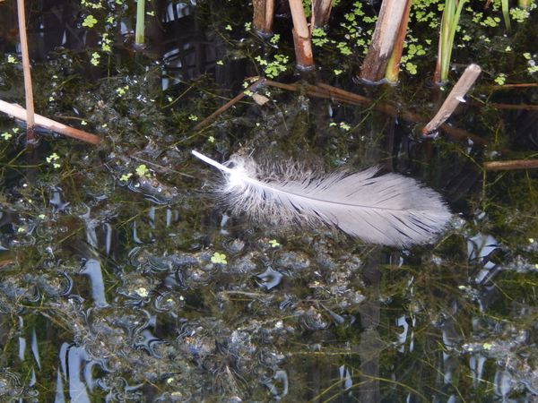 White Feather Floating thumbnail