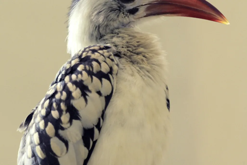 Red-billed-hornbill-2JC.jpg