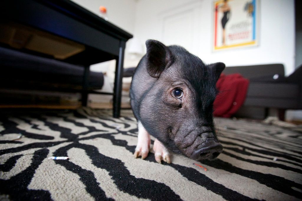 teacup pig