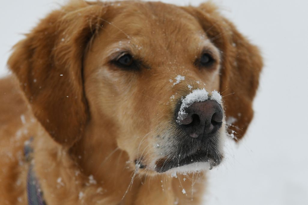 golden retriever with snow on its nose