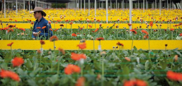 Gerbera daisies