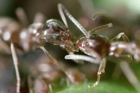 Argentine ants