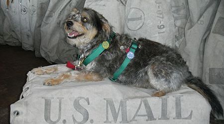 Bentley poses for the camera, sporting medals like those Owney accumulated from different cities as he rode the rails in the 1880s and '90s.