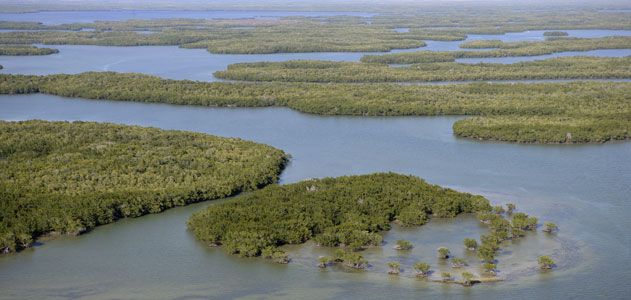 mangroves-ecocenter-631.jpg