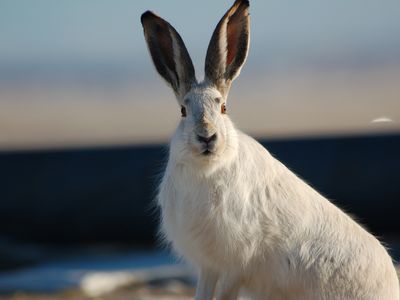Jack rabbits like this one have mysteriously vanished from Yellowstone National Park a Wildlife Conservation Society study says.