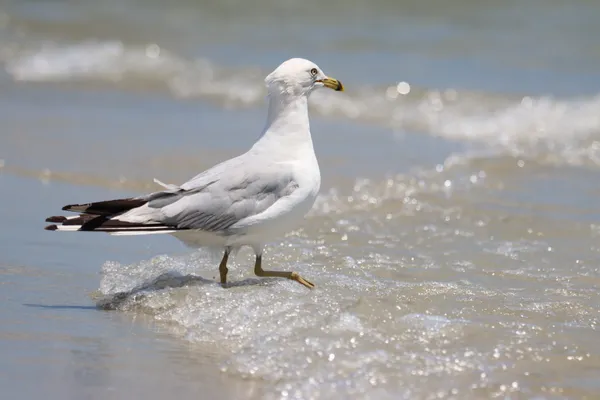 Gull at the Shore thumbnail