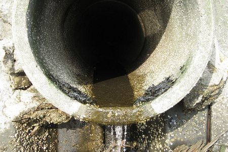 Researchers thought that male fish, affected by artificial hormones in waste water, were growing eggs. This turned out to not be true.