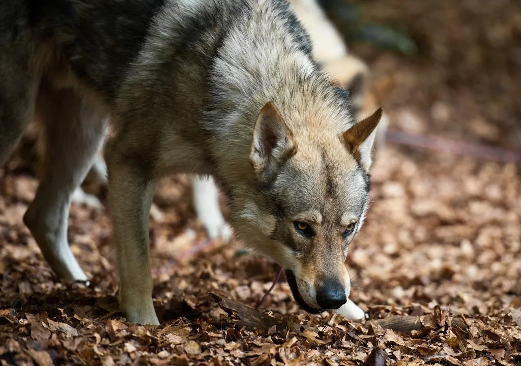 How Accurate Is the Theory of Dog Domestication in 'Alpha'? | Science|  Smithsonian Magazine