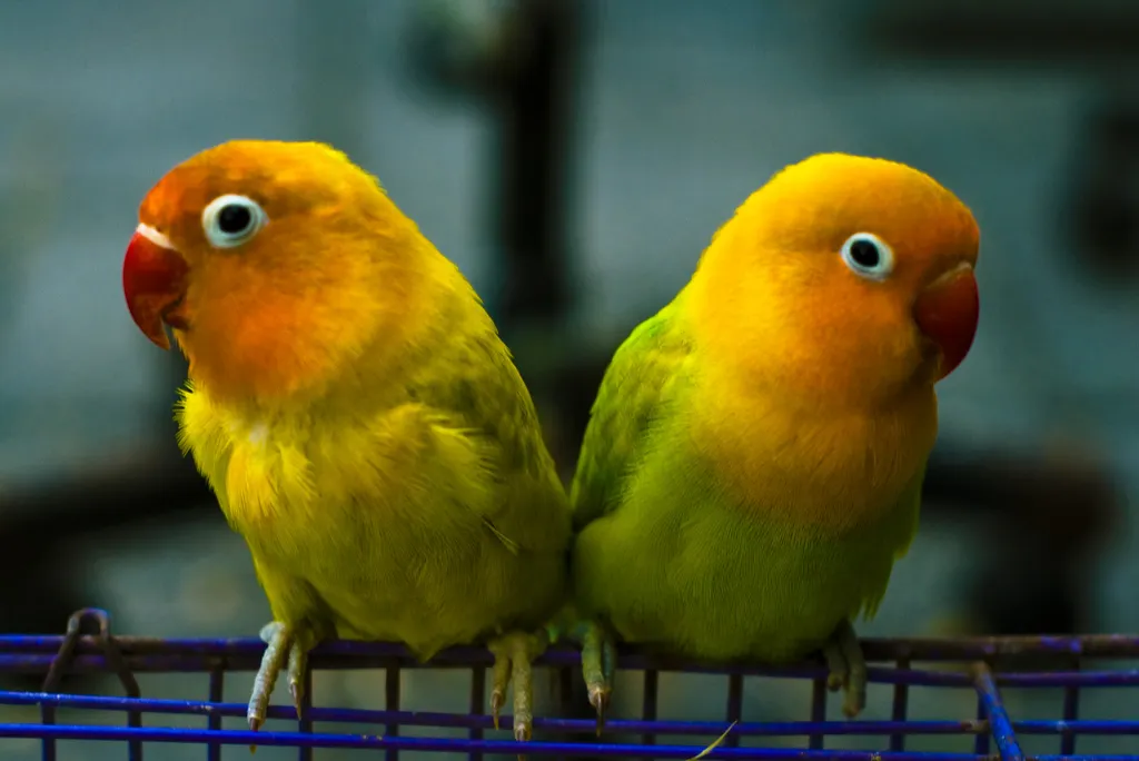 14 Fun Facts About Lovebirds | Science| Smithsonian Magazine